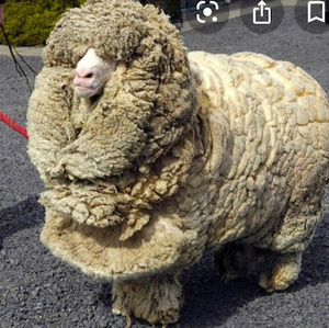 Meet your Posher, Steven